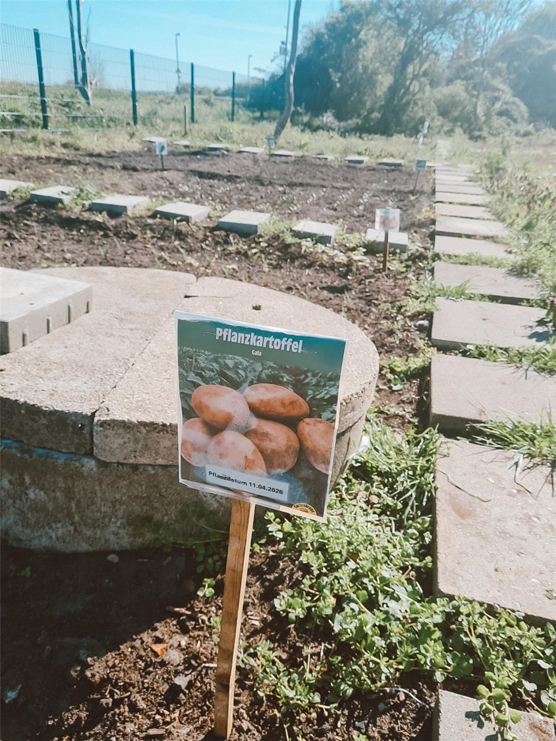 Ein Pflanzkartoffelschild